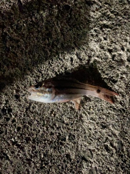 潮が全く動かずネンブツダイ