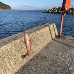 ちょい投げとブラクリ