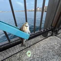 久しぶりのウリボウ