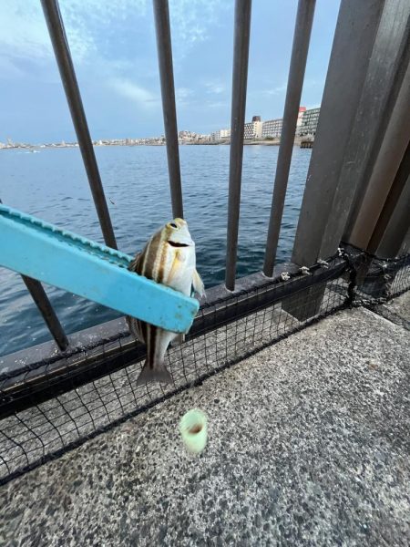 久しぶりのウリボウ