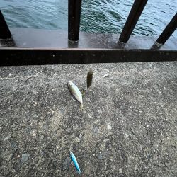 ジグサビキでアジ