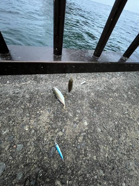 ジグサビキでアジ