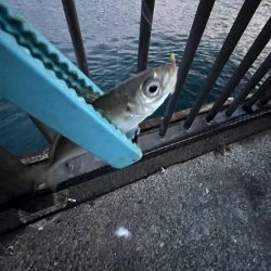 アジ時々ウリボウ