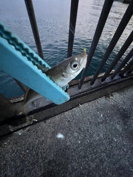 アジ時々ウリボウ