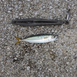 アジ釣り　高活性