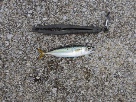 アジ釣り　高活性