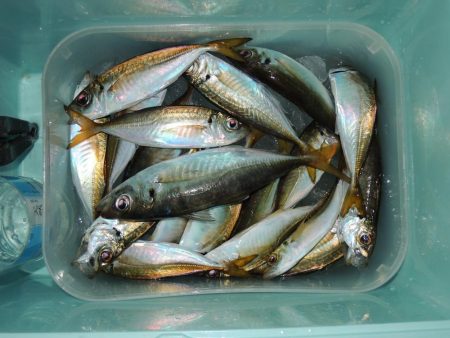 アジ釣り　フグの猛攻