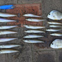 初秋のキス釣り