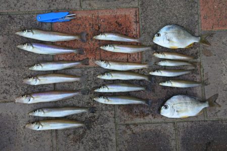 初秋のキス釣り