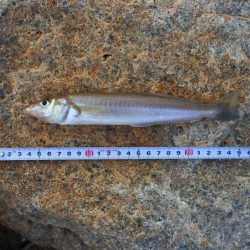 キス釣り ミニ軍団に降参