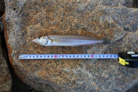 キス釣り ミニ軍団に降参