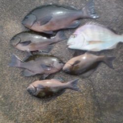 和歌山日置(三倉渡船)でグレ釣り