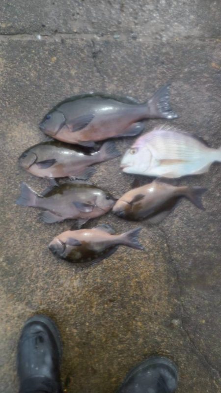 和歌山日置（三倉渡船）でグレ釣り