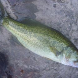 10月17日　一庫ダム釣行