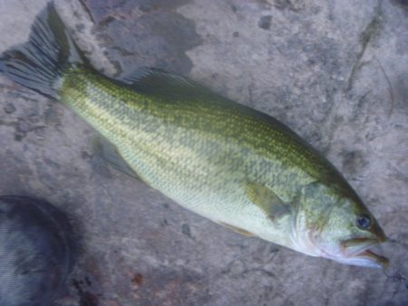 10月17日　一庫ダム釣行