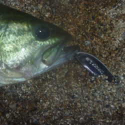 10月19日 一庫ダム釣行