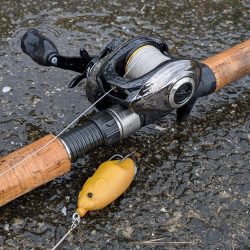 紀ノ川下流で雷魚
