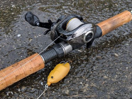 紀ノ川下流で雷魚