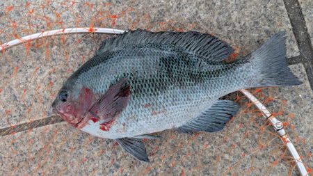 秋のグレシーズン到来! はまだだった…