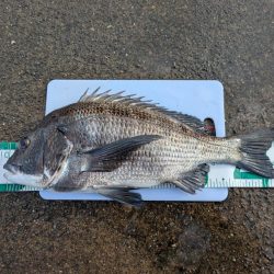 久しぶりの大物です。