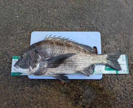 久しぶりの大物です。