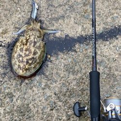 雨でもコウイカは抱く