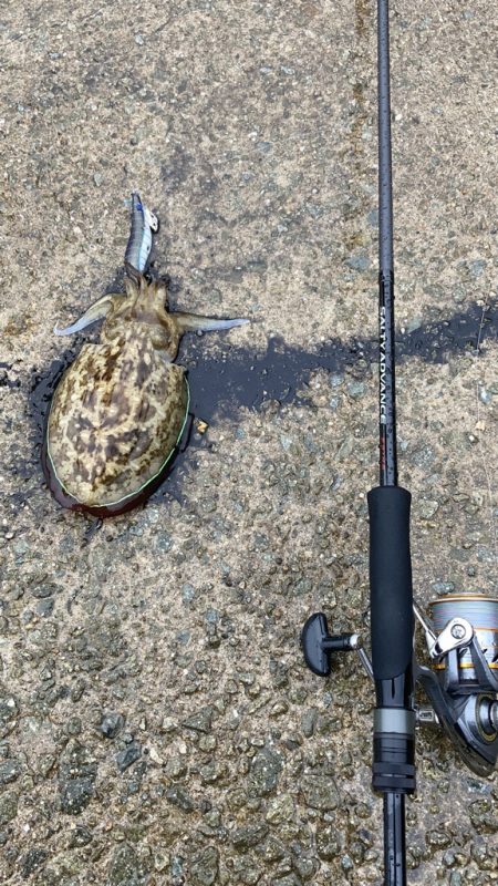 雨でもコウイカは抱く