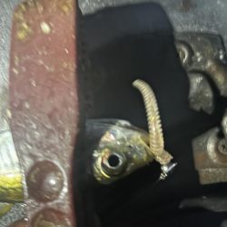 そろそろアジング