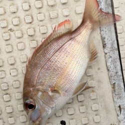 カワハギ/カワハギ仕掛け