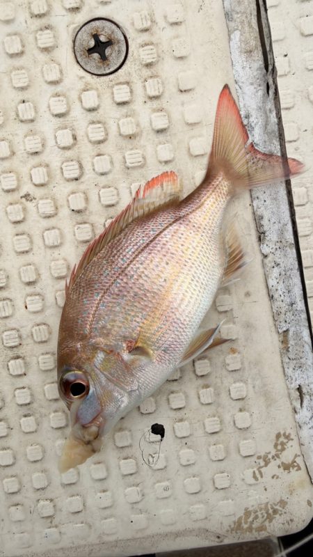 カワハギ/カワハギ仕掛け