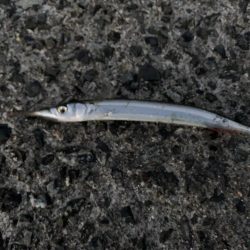 朝マヅメサゴシ