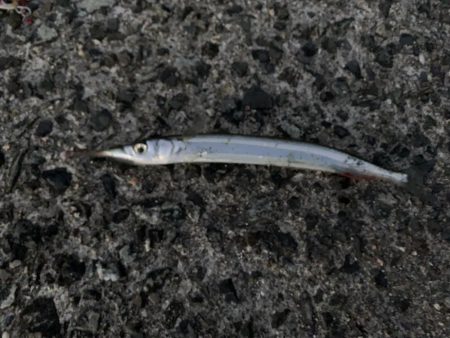 朝マヅメサゴシ