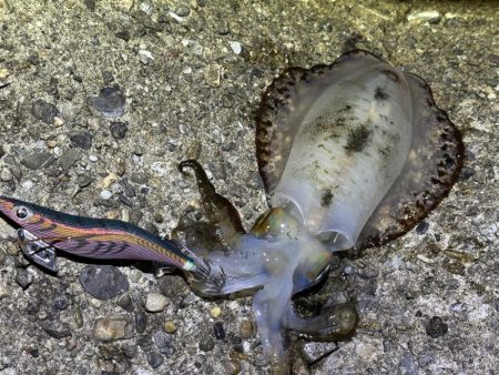 巻きのエギング楽しい！