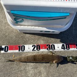 シロギスタのエンジョイデイ