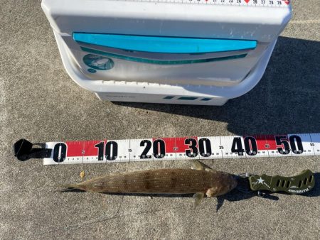 シロギスタのエンジョイデイ