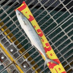 シオ、よく引きました