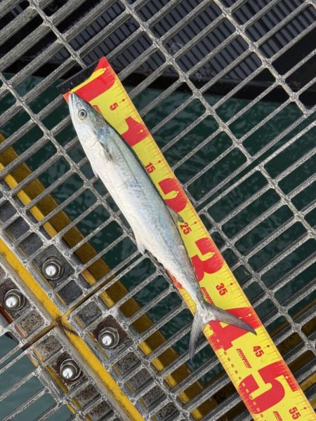 シオ、よく引きました