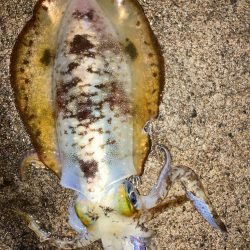 朝マズメエギング