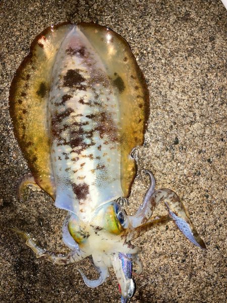 朝マズメエギング