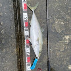 アジ・メジロ　ダブルヘッダー