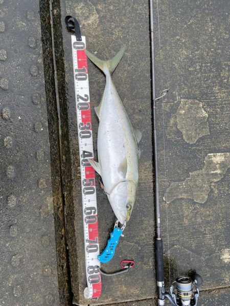 アジ・メジロ　ダブルヘッダー