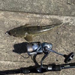 フラットフィッシュ