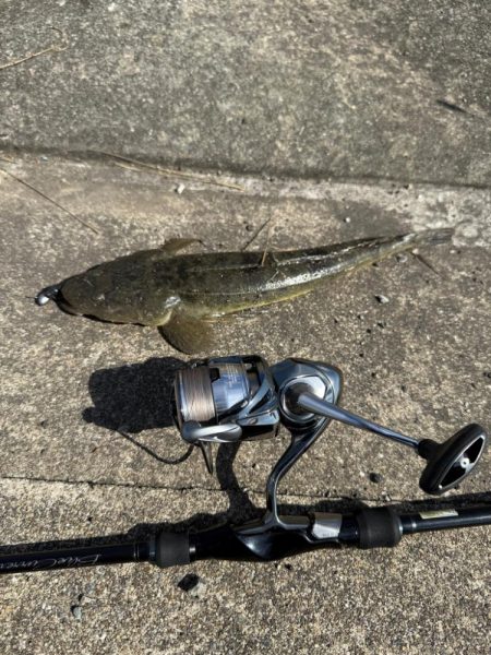 フラットフィッシュ