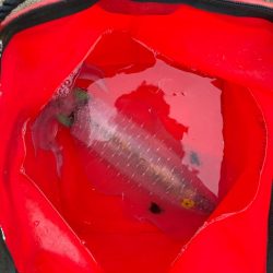 アオリイカ釣り