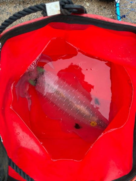 アオリイカ釣り