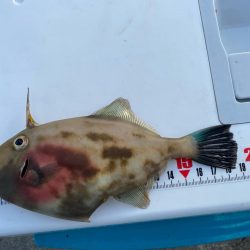 今シーズン初ウマズラ！