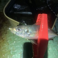 底見え干潮でもアジング