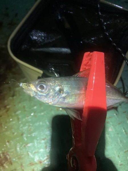 底見え干潮でもアジング