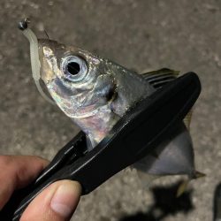 朝マズメ・夕マズメ