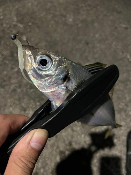 朝マズメ・夕マズメ